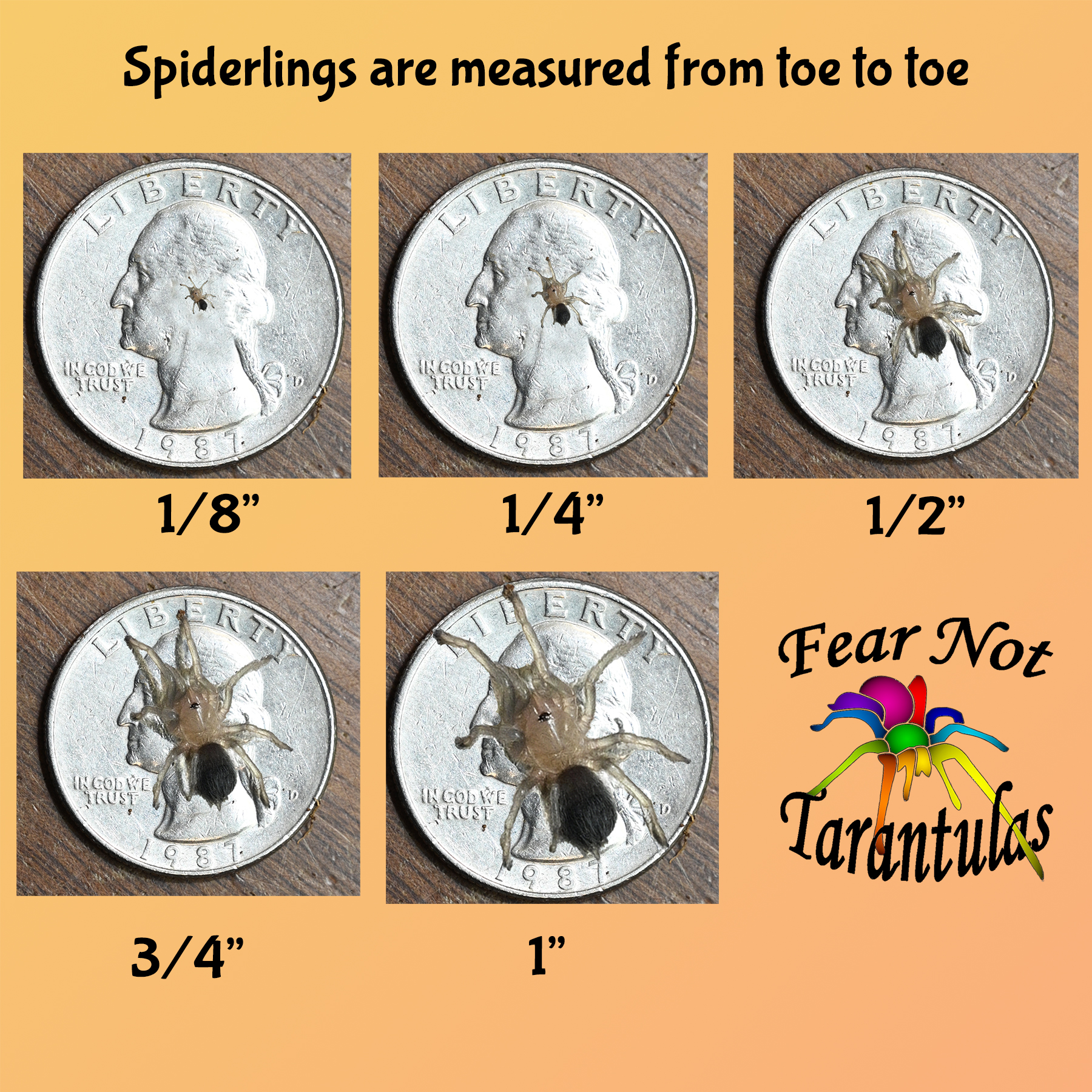 Spiderling_size_collage_smaller.jpg
